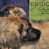 Impressions 2017