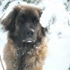 Leos im Schnee